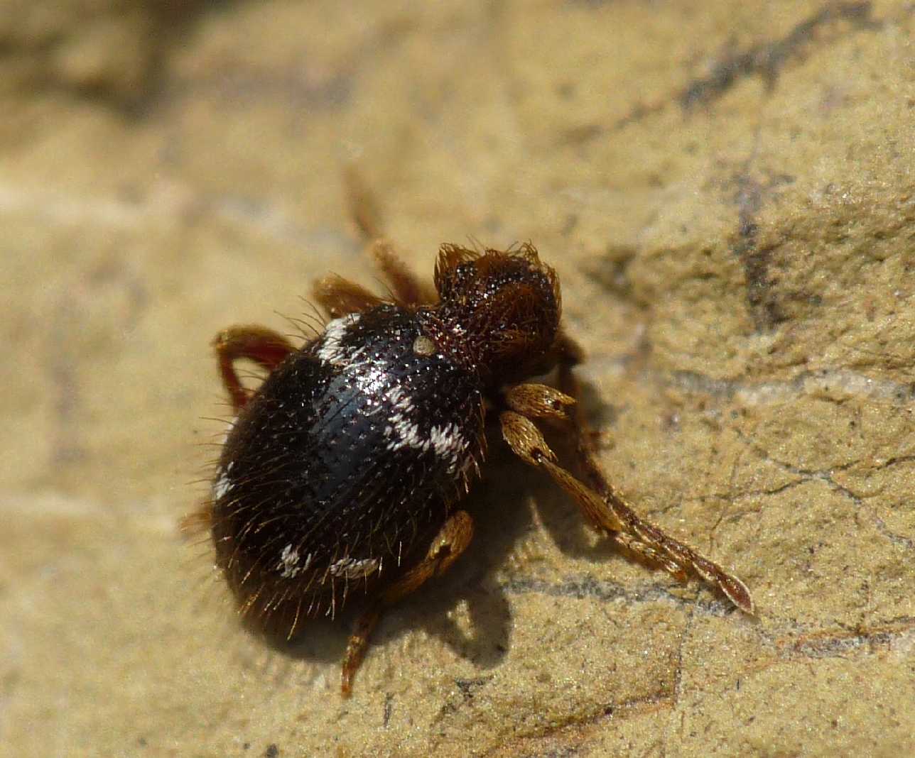 E'' possibile che sia un Cerambyicidae? No,  Anobiidae Ptininae :Ptinus sp.